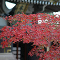 ●2008年『鎌倉紅葉』写真集