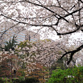 2013桜咲く
