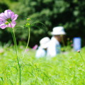 2014昭和記念公園 コスモス撮影