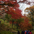 01_神戸市立森林植物園　紅葉（2017年11月18日）
