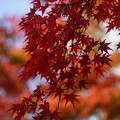 01_神戸市立森林植物園　紅葉散策（2023年11月4日）