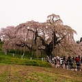 Photos: 三春滝桜